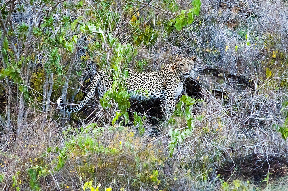 Leopard (Panthera pardus), Lualenyi Ranch, Taita Hills, Kenya, East Africa, Africa