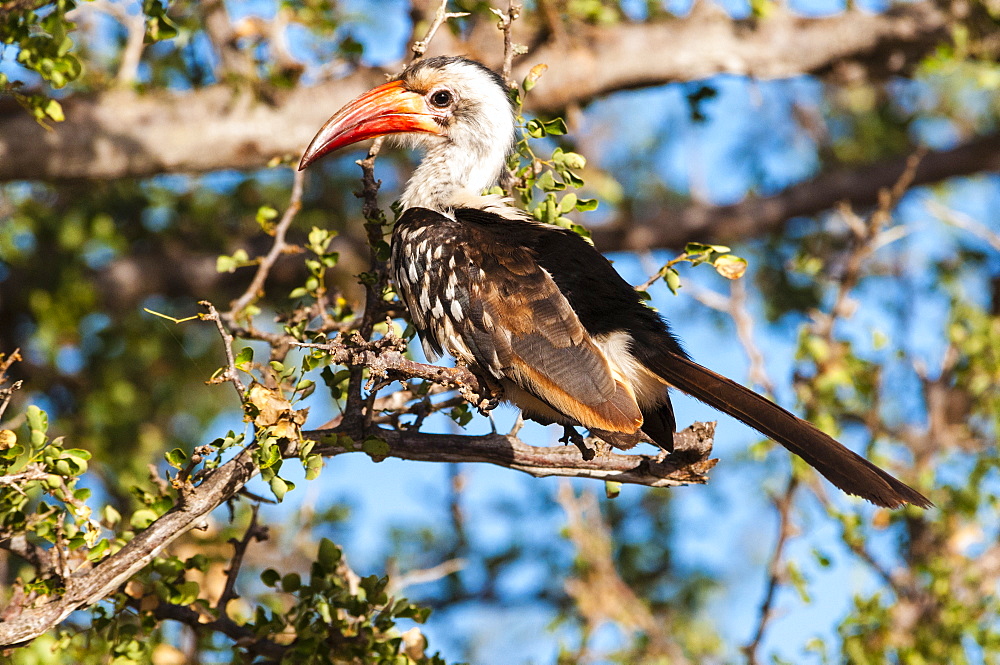 Northern red-billed hornbill (Tockus erythrorhynchus), Tsavo East, Kenya, East Africa, Africa