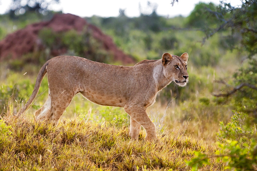 One young male lion (Panthera leo), Tsavo East National Park, Kenya, East Africa, Africa