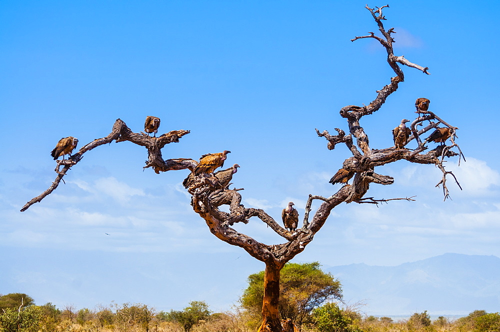 Ruppell's Griffon Vulture (Gyps rueppelli), Tsavo West National Park, Kenya, East Africa, Africa