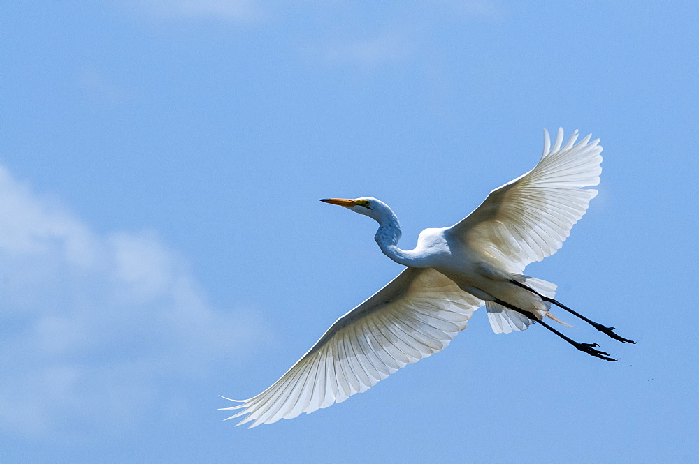 Great egret (Ardea alba) in flight, Lake Jipe, Tsavo West National Park, Kenya, East Africa, Africa