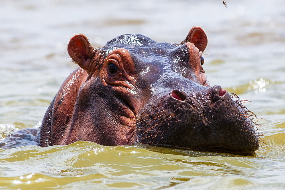 Hippopotamus (Hippopotamus amphibius), Lake Jipe, Tsavo West National Park, Kenya, East Africa, Africa