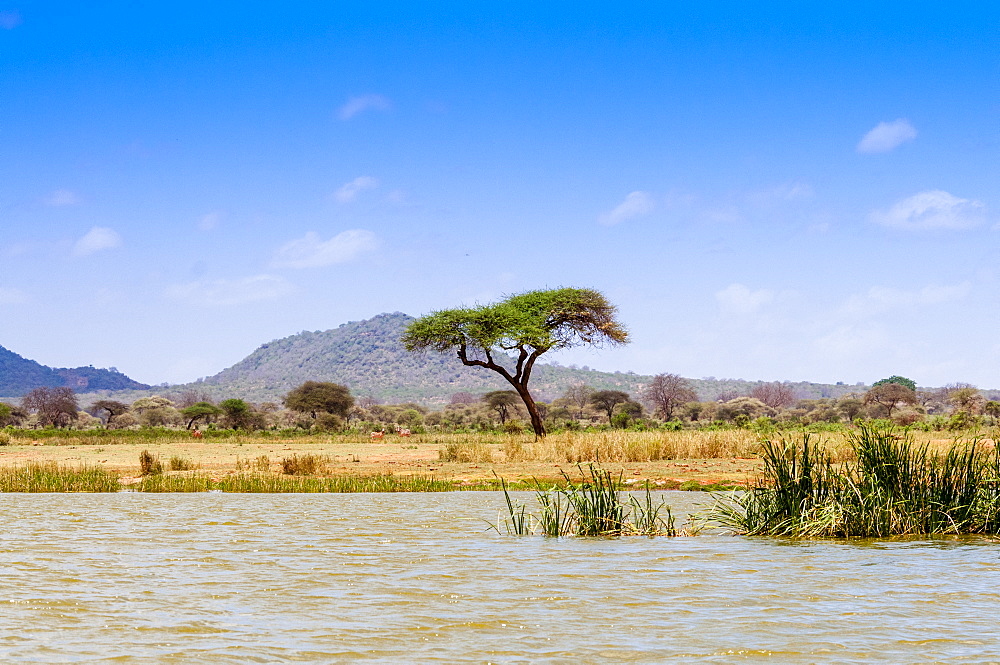 Shore of Lake Jipe, Tsavo West National Park, Kenya, East Africa, Africa