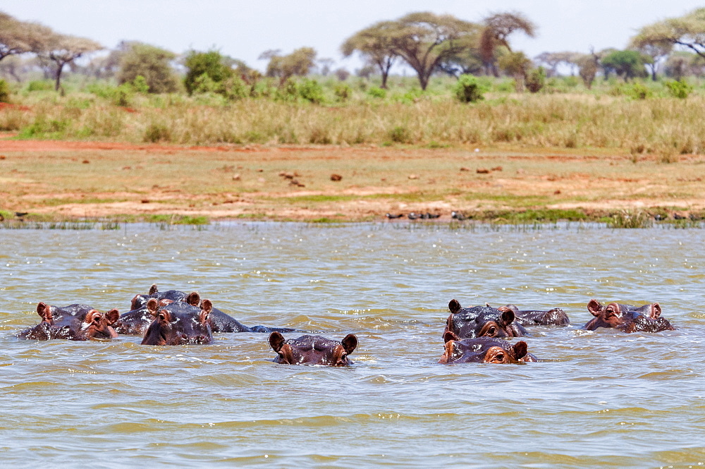 Hippopotamus (Hippopotamus amphibius), Lake Jipe, Tsavo West National Park, Kenya, East Africa, Africa