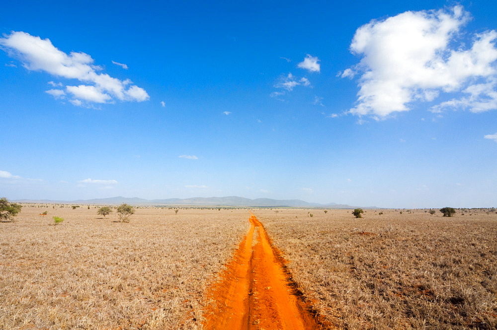 Trail in the Savannah, Tsavo West National Park, Kenya, East Africa, Africa