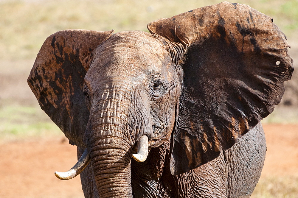 Elephant (Loxodonta africana), Taita Hills Wildlife Sanctuary, Kenya, East Africa, Africa