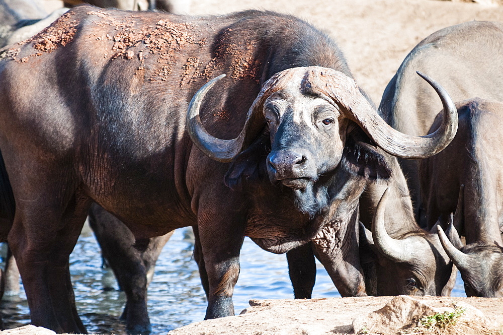 African Buffalo (Syncerus caffer) drinking, Taita Hills Wildlife Sanctuary, Kenya, East Africa, Africa