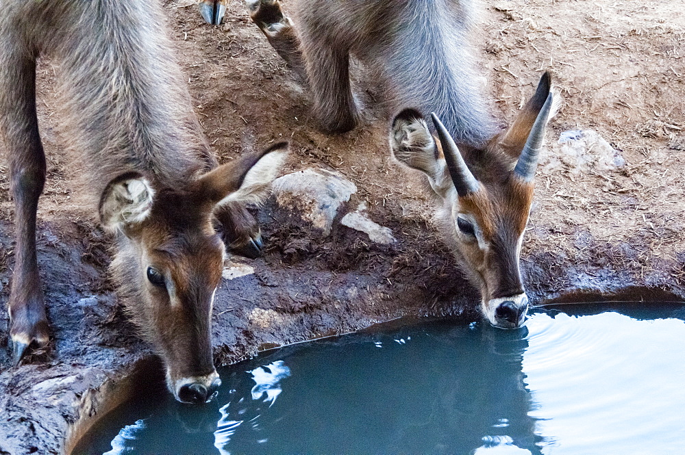 Two female waterbuck (Kobus ellipsiprymnus) drinking, Taita Hills Wildlife Sanctuary, Kenya, East Africa, Africa