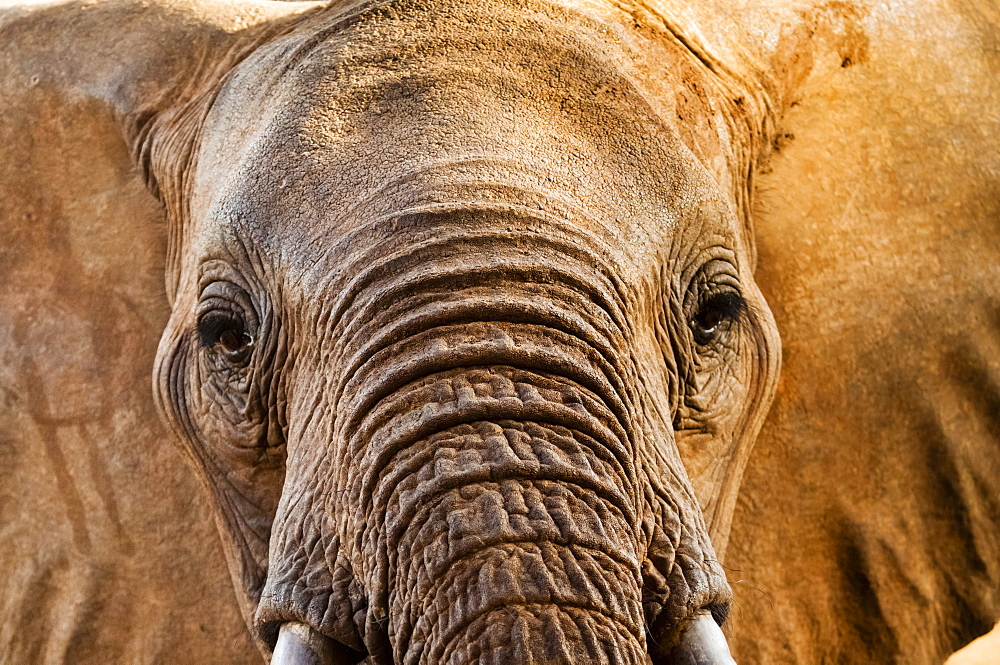 Elephant (Loxodonta africana), Taita Hills Wildlife Sanctuary, Kenya, East Africa, Africa