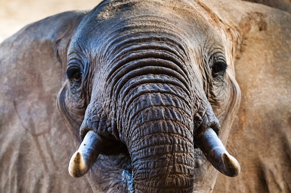 Elephant (Loxodonta africana), Taita Hills Wildlife Sanctuary, Kenya, East Africa, Africa