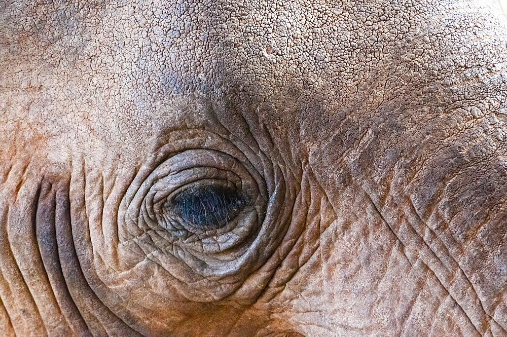 Close-up of eye, Elephant (Loxodonta africana), Taita Hills Wildlife Sanctuary, Kenya, East Africa, Africa