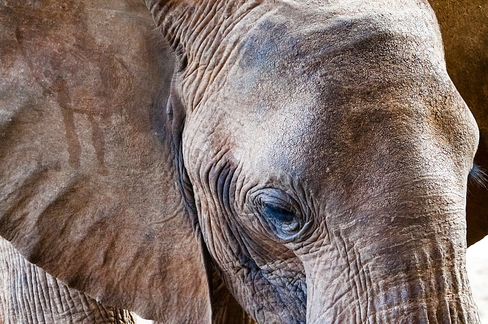 Elephant (Loxodonta africana), Taita Hills Wildlife Sanctuary, Kenya, East Africa, Africa