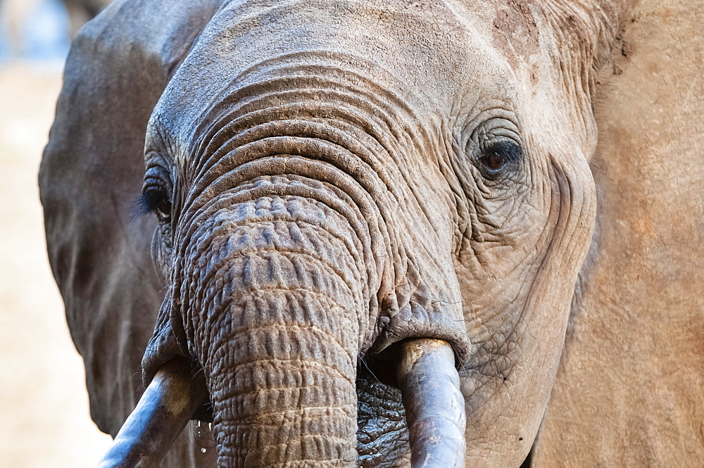 Elephant (Loxodonta africana), Taita Hills Wildlife Sanctuary, Kenya, East Africa, Africa