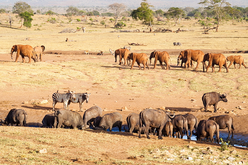 African Buffaloes (Syncerus caffer) drinking, Elephants (Loxodonta africana), Taita Hills Wildlife Sanctuary, Kenya, East Africa, Africa