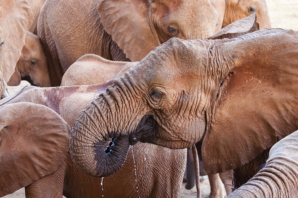 Elephants (Loxodonta africana) drinking, Taita Hills Wildlife Sanctuary, Kenya, East Africa, Africa