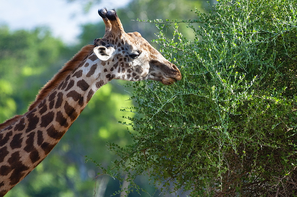 Male Maasai giraffe (Giraffa tippelskirchi), Tsavo East National Park, Kenya, East Africa, Africa