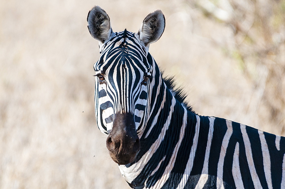 Plains zebra (Equus quagga), Taita Hills Wildlife Sanctuary, Kenya, East Africa, Africa