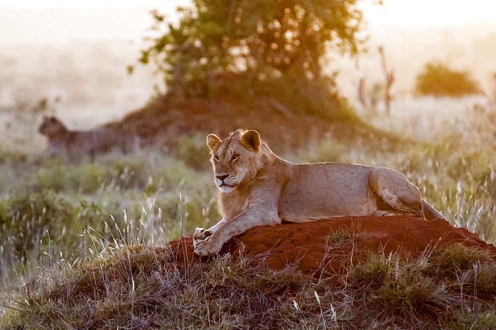 Two young male lions (Panthera leo) in the bush, Tsavo East National Park, Kenya, East Africa, Africa