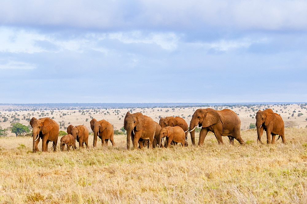 Herd of Elephants (Loxodonta africana), Taita Hills Wildlife Sanctuary, Kenya, East Africa, Africa