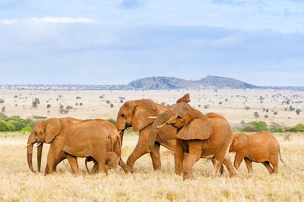 Herd of Elephants (Loxodonta africana), Taita Hills Wildlife Sanctuary, Kenya, East Africa, Africa