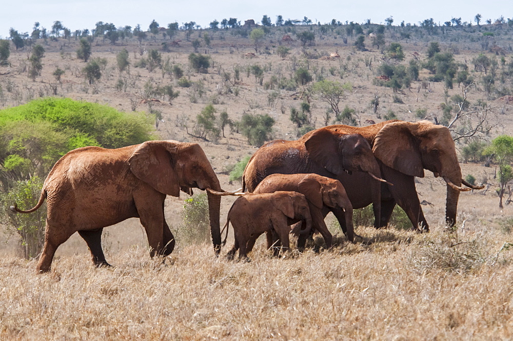 Herd of Elephants (Loxodonta africana), Taita Hills Wildlife Sanctuary, Kenya, East Africa, Africa