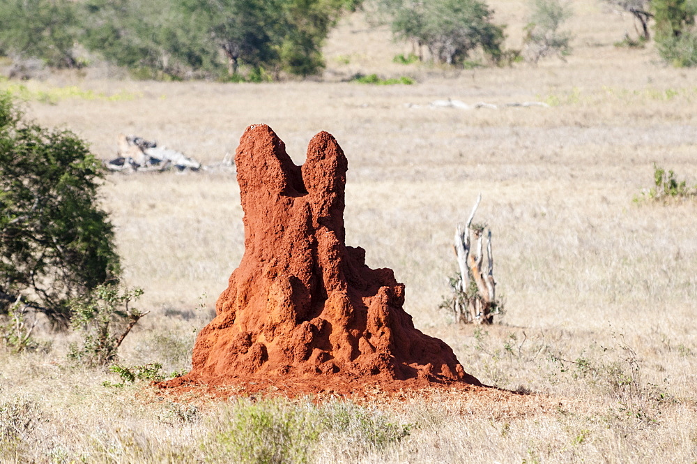 Termite Mound, Taita Hills Wildlife Sanctuary, Kenya, East Africa, Africa