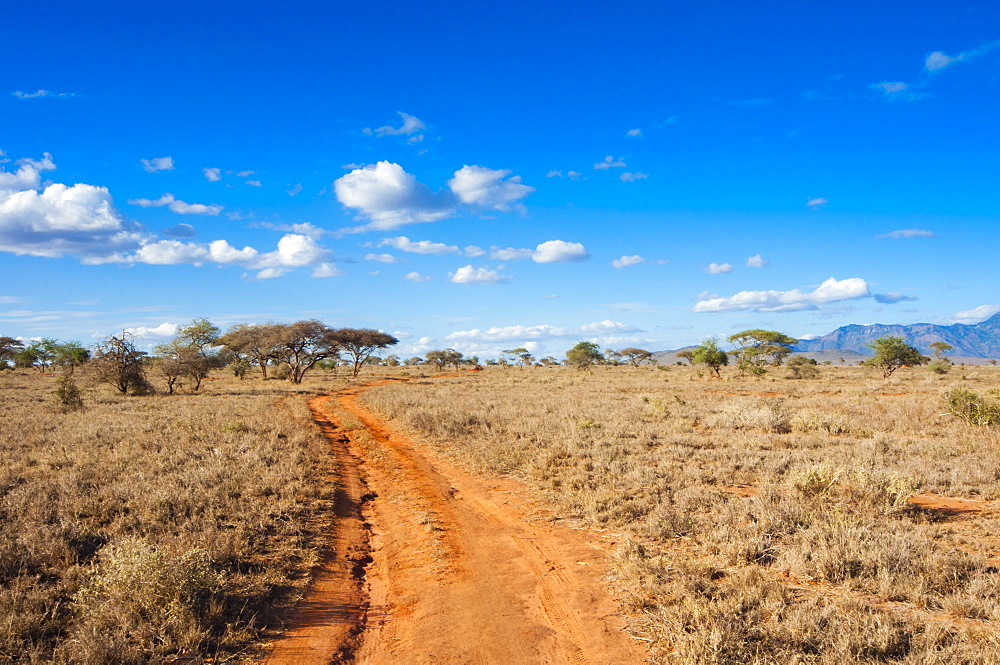 Trail in the Savannah, Taita Hills Wildlife Sanctuary, Kenya, East Africa, Africa