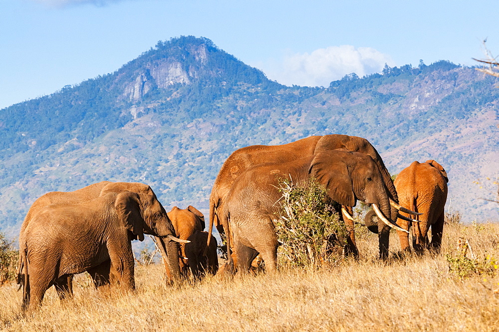 Herd of Elephants (Loxodonta africana), Taita Hills Wildlife Sanctuary, Kenya, East Africa, Africa