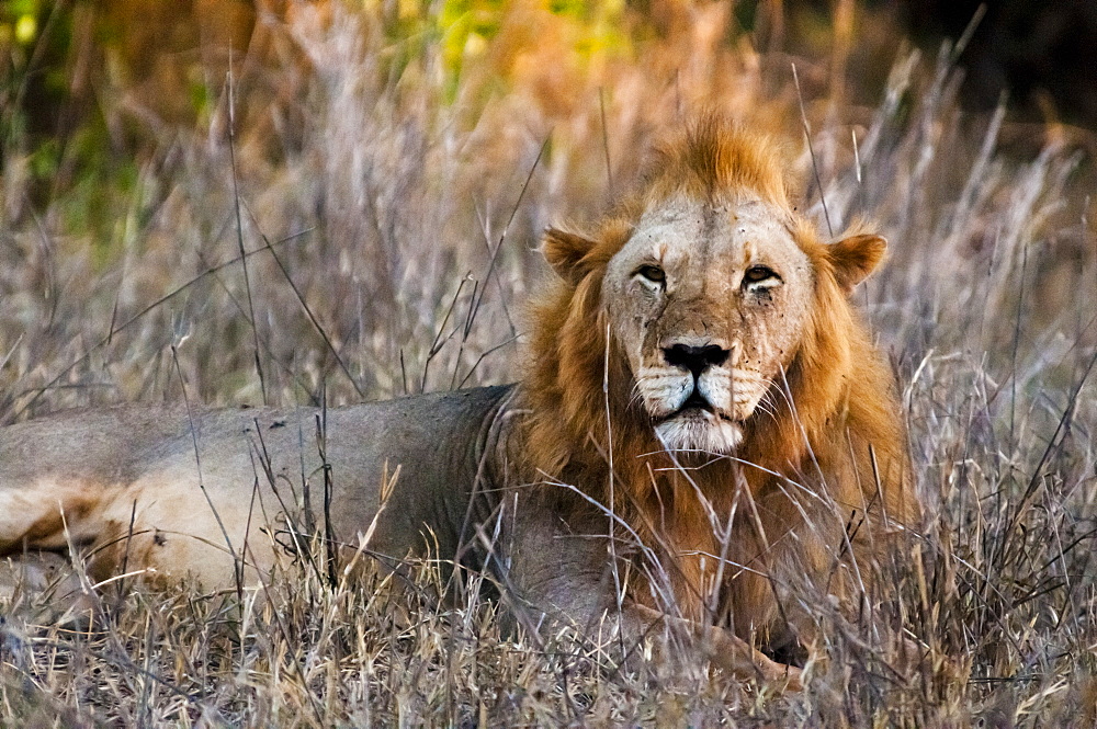 Male lion (Panthera leo) in the bush, Taita Hills Wildlife Sanctuary, Kenya, East Africa, Africa