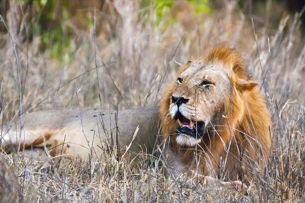 Male lion (Panthera leo) in the bush, Taita Hills Wildlife Sanctuary, Kenya, East Africa, Africa