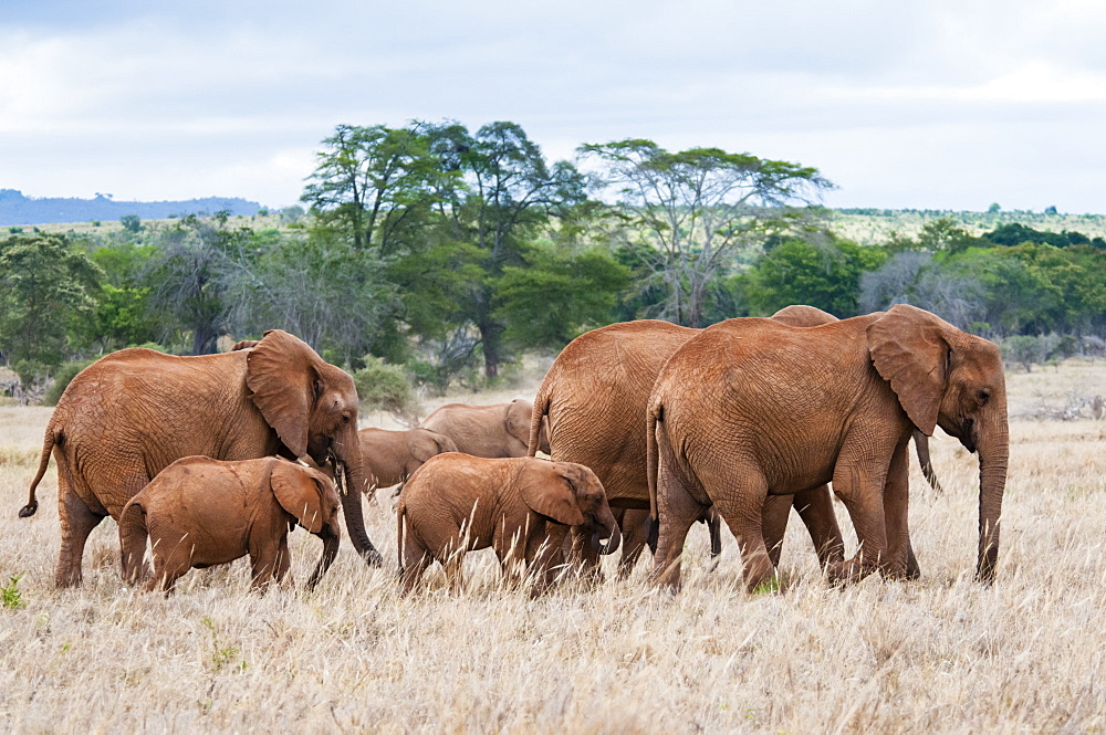 Herd of Elephants (Loxodonta africana), Taita Hills Wildlife Sanctuary, Kenya, East Africa, Africa