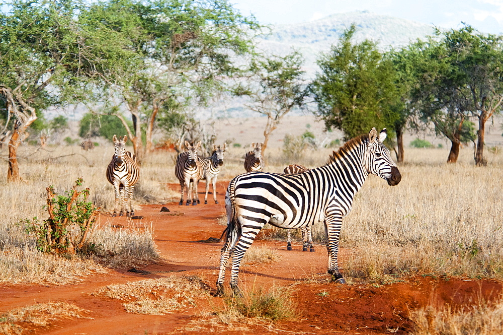 Plains zebras (Equus quagga), Taita Hills Wildlife Sanctuary, Kenya, East Africa, Africa