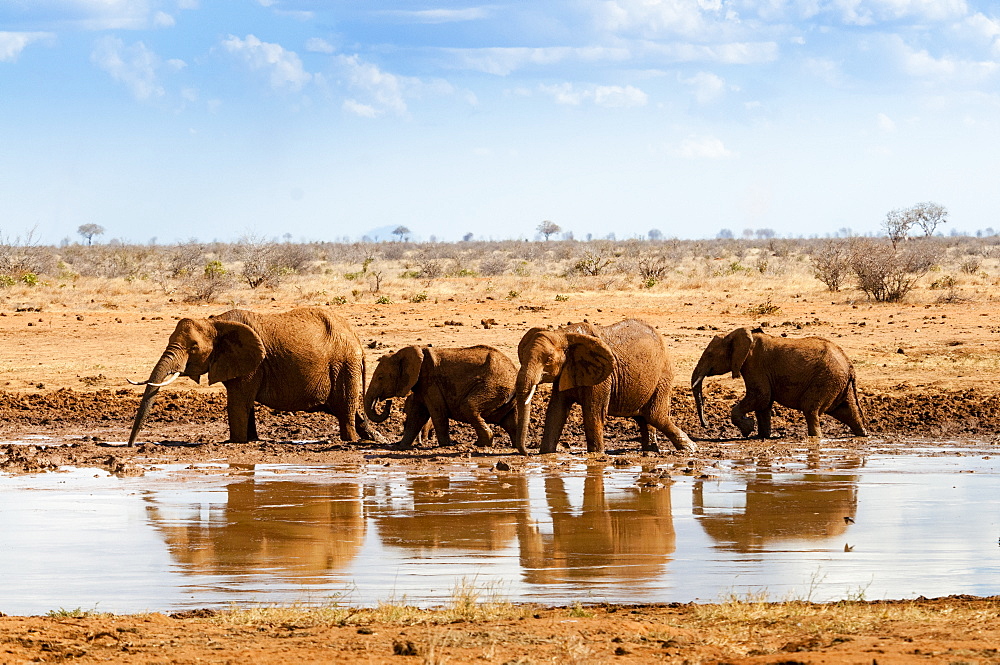 Elephants (Loxodonta africana) at waterhole, Tsavo East National Park, Kenya, East Africa, Africa