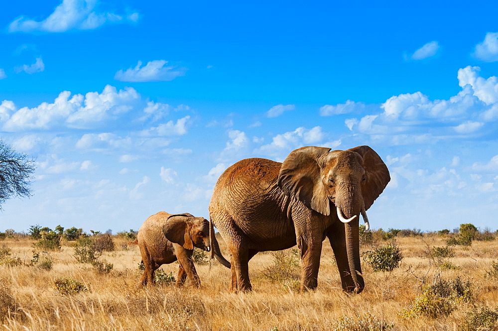 Female Elephant and two year old calf (Loxodonta africana), Tsavo East National Park, Kenya, East Africa, Africa