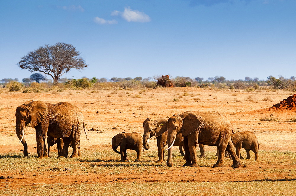 Elephants parade (Loxodonta africana), Tsavo East National Park, Kenya, East Africa, Africa