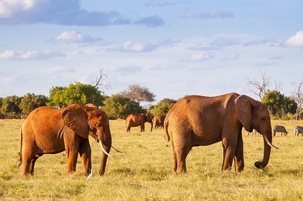 Elephants parade (Loxodonta africana), Tsavo East National Park, Kenya, East Africa, Africa