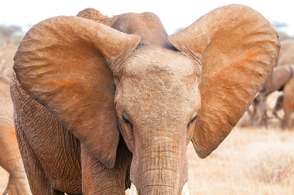 Elephant (Loxodonta africana), Tsavo East National Park, Kenya, East Africa, Africa