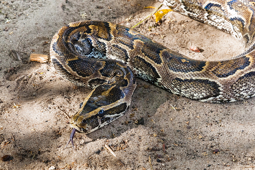 African rock python (Python sebae), Tsavo East National Park, Kenya, East Africa, Africa