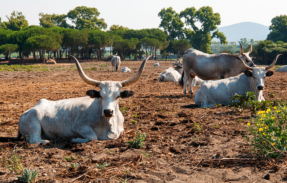 Maremmana, a breed of cattle reared in the Maremma, Maremmana cows, Capalbio, Province of Grosseto, Tuscany, Italy, Europe