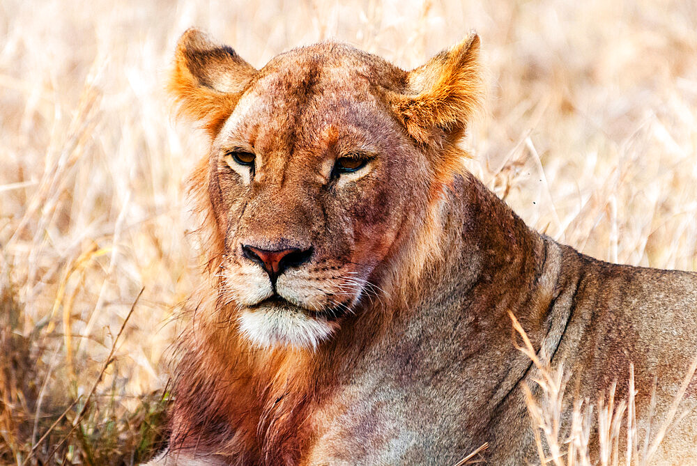 Lioness (Panthera leo) in the bush, Lualenyi Ranch, Taita-Taveta County, Kenya, East Africa, Africa