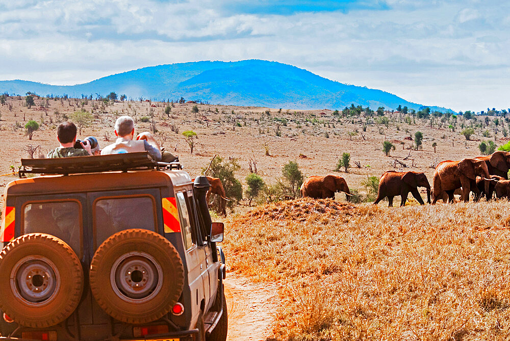 Tourists in the bush, Elephnats (Loxodonta africana), Lualenyi Ranch, Taita-Taveta County, Kenya, East Africa, Africa