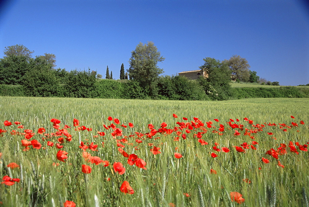 Val di Chiana, Arezzo area, Tuscany, Italy, Europe