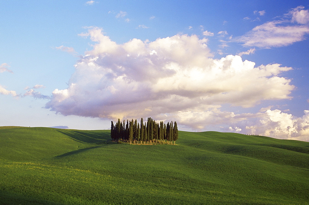 Countryside near Montalcino, Siena area, Tuscany, Italy, Europe