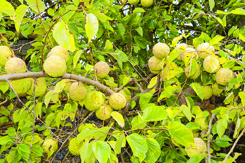 Maclura pomifera or Osage orange or hedge apple, Capalbio, Province of Grosseto, Tuscany, Italy