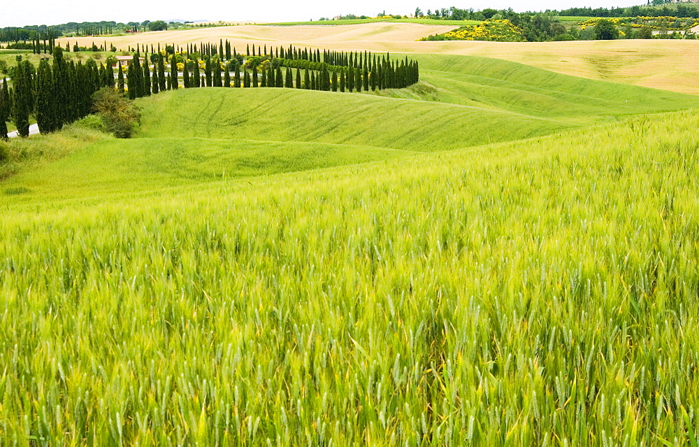 Crete Senesi area, Siena Province, Tuscany, Italy, Europe