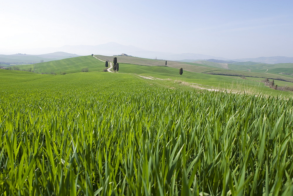 Corn fields near Pienza, Val D'Orcia, Tuscany, Italy, Europe