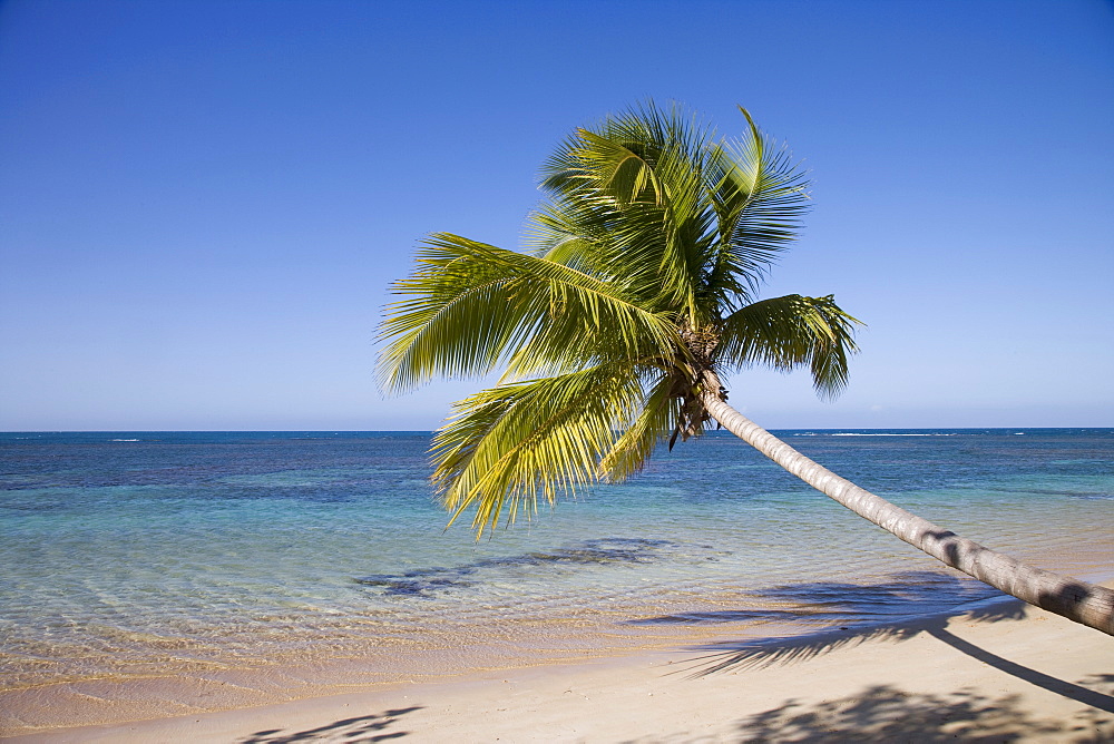 Las Terrenas, Samana Peninsula, Dominican Republic, West Indies, Caribbean, Central America