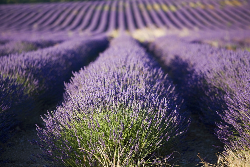 Lavender fields, Provence, France, Europe