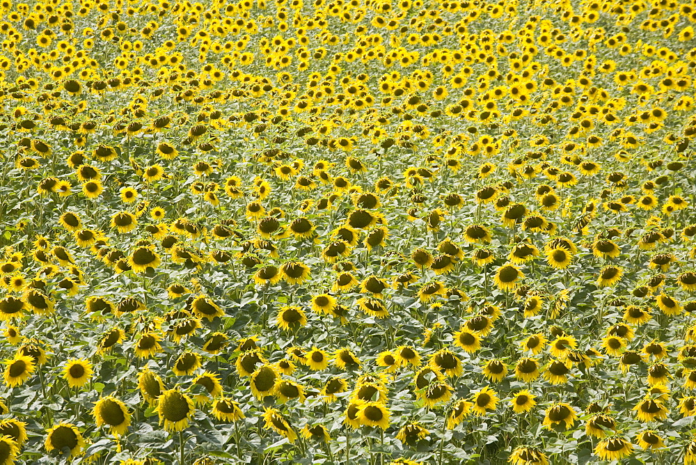 Sunflowers, Provence, France, Europe