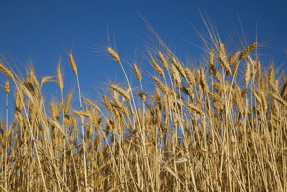 Wheat, Provence, France, Europe